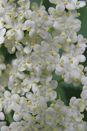 Sambucus nigra \ Schwarzer Holunder / Elder, D Lampertheim 21.5.2012