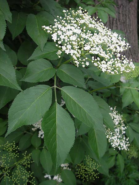 Sambucus nigra \ Schwarzer Holunder / Elder, D Lampertheim 21.5.2012
