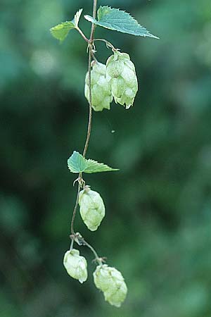 Humulus lupulus \ Hopfen / Hop, D Mannheim 4.9.2005