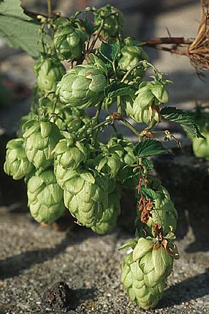 Humulus lupulus \ Hopfen / Hop, D Mannheim 13.9.2007