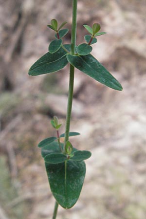 Hypericum pulchrum \ Schnes Johanniskraut / Slender St. John's-Wort, D Odenwald, Neckargemünd-Mückenloch 6.7.2011