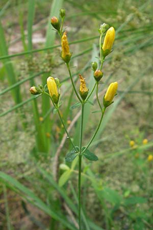 Hypericum pulchrum \ Schnes Johanniskraut / Slender St. John's-Wort, D Odenwald, Neckargemünd-Mückenloch 6.7.2011