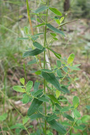 Hypericum pulchrum \ Schnes Johanniskraut / Slender St. John's-Wort, D Odenwald, Neckargemünd-Mückenloch 6.7.2011