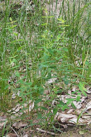 Hypericum pulchrum \ Schnes Johanniskraut / Slender St. John's-Wort, D Odenwald, Neckargemünd-Mückenloch 6.7.2011