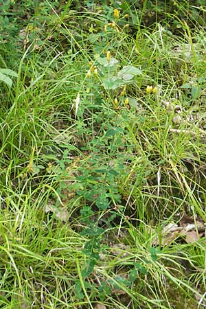 Hypericum pulchrum \ Schnes Johanniskraut / Slender St. John's-Wort, D Odenwald, Neckargemünd-Mückenloch 6.7.2011