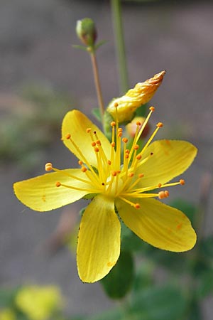 Hypericum pulchrum \ Schnes Johanniskraut / Slender St. John's-Wort, D Odenwald, Neckargemünd-Mückenloch 7.7.2011