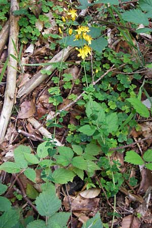 Hypericum pulchrum \ Schnes Johanniskraut / Slender St. John's-Wort, D Schwarzwald/Black-Forest, Reichental 7.7.2012