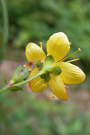 Hypericum pulchrum \ Schnes Johanniskraut / Slender St. John's-Wort, D Eberbach 21.7.2012
