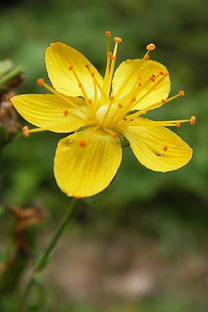 Hypericum pulchrum \ Schnes Johanniskraut / Slender St. John's-Wort, D Eberbach 21.7.2012