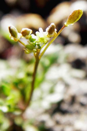 Hornungia procumbens \ Liegende Salzkresse, Salztschel / Slenderweed, Oval Purse, D Philippsthal-Heimboldshausen 6.7.2013