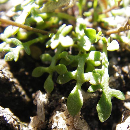 Hornungia procumbens \ Liegende Salzkresse, Salztschel / Slenderweed, Oval Purse, D Philippsthal-Heimboldshausen 6.7.2013