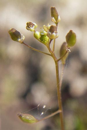 Hornungia procumbens \ Liegende Salzkresse, Salztschel / Slenderweed, Oval Purse, D Philippsthal-Heimboldshausen 6.7.2013