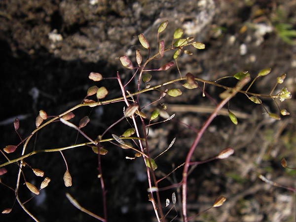 Hornungia procumbens \ Liegende Salzkresse, Salztschel / Slenderweed, Oval Purse, D Philippsthal-Heimboldshausen 6.7.2013