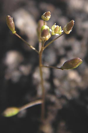Hornungia procumbens \ Liegende Salzkresse, Salztschel / Slenderweed, Oval Purse, D Philippsthal-Heimboldshausen 6.7.2013
