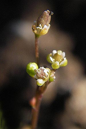 Hornungia procumbens \ Liegende Salzkresse, Salztschel / Slenderweed, Oval Purse, D Philippsthal-Heimboldshausen 6.7.2013