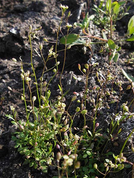 Hornungia procumbens \ Liegende Salzkresse, Salztschel / Slenderweed, Oval Purse, D Philippsthal-Heimboldshausen 6.7.2013