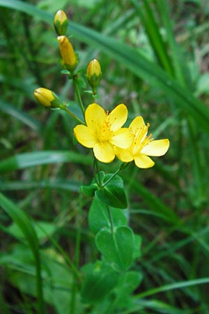 Hypericum pulchrum \ Schnes Johanniskraut / Slender St. John's-Wort, D Odenwald, Fischbachtal-Steinau 25.6.2014