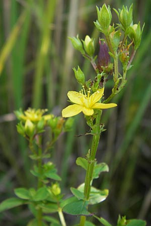 Hypericum tetrapterum \ Geflgeltes Johanniskraut, Flgel-Johanniskraut / Square-Stalked St. John's-Wort, D Philippsburg 14.8.2013