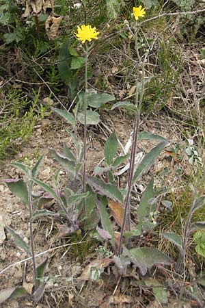 Hieracium schmidtii agg. \ Blasses Habichtskraut / Schmidt's Hawkweed, D Nohfelden 14.5.2011