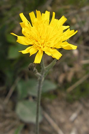 Hieracium schmidtii agg. \ Blasses Habichtskraut / Schmidt's Hawkweed, D Nohfelden 14.5.2011