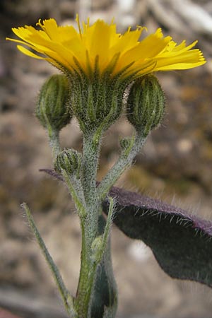 Hieracium schmidtii agg. \ Blasses Habichtskraut / Schmidt's Hawkweed, D Nohfelden 14.5.2011