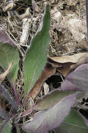 Hieracium schmidtii agg. \ Blasses Habichtskraut / Schmidt's Hawkweed, D Nohfelden 14.5.2011