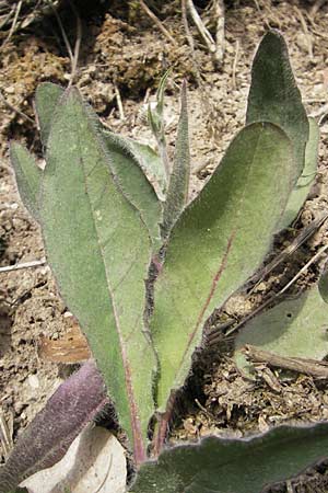 Hieracium schmidtii agg. \ Blasses Habichtskraut / Schmidt's Hawkweed, D Nohfelden 14.5.2011
