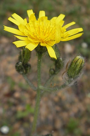 Hieracium schmidtii agg. \ Blasses Habichtskraut / Schmidt's Hawkweed, D Nohfelden 14.5.2011