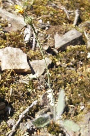 Hieracium schmidtii agg. \ Blasses Habichtskraut / Schmidt's Hawkweed, D Wolfstein 21.5.2011