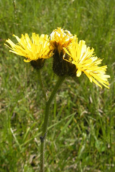 Hieracium caesium \ Blulichgrnes Habichtskraut / Hawkweed, D Oberstdorf 22.6.2011