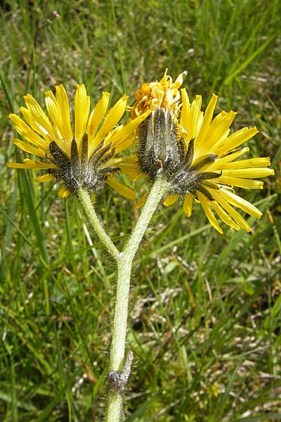 Hieracium caesium \ Blulichgrnes Habichtskraut / Hawkweed, D Oberstdorf 22.6.2011