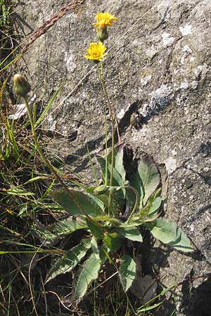 Hieracium schmidtii agg. \ Blasses Habichtskraut / Schmidt's Hawkweed, D Rh&ouml;n, Milseburg 6.7.2013
