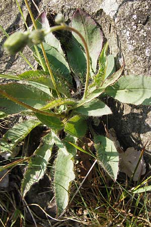 Hieracium schmidtii agg. \ Blasses Habichtskraut / Schmidt's Hawkweed, D Rh&ouml;n, Milseburg 6.7.2013