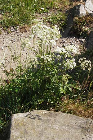 Heracleum sphondylium \ Wiesen-Brenklau / Hogweed, D Rhön, Milseburg 27.7.2013