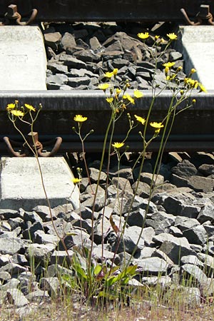 Hieracium spec2 ? \ Habichtskraut / Hawkweed, D T&uuml;rkism&uuml;hle 21.5.2011