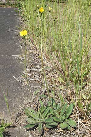 Hieracium spec2 ? \ Habichtskraut / Hawkweed, D T&uuml;rkism&uuml;hle 21.5.2011