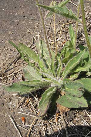 Hieracium spec2 ? \ Habichtskraut / Hawkweed, D T&uuml;rkism&uuml;hle 21.5.2011