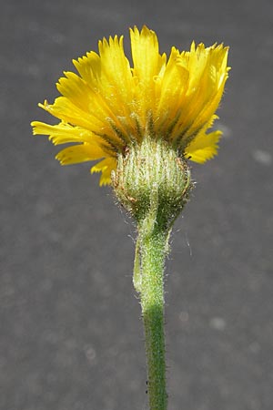 Hieracium spec2 ? \ Habichtskraut / Hawkweed, D T&uuml;rkism&uuml;hle 21.5.2011