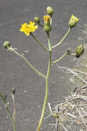 Hieracium spec2 ? \ Habichtskraut / Hawkweed, D T&uuml;rkism&uuml;hle 21.5.2011