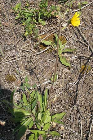 Hieracium spec2 ? \ Habichtskraut / Hawkweed, D T&uuml;rkism&uuml;hle 21.5.2011