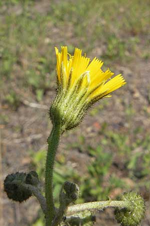 Hieracium spec2 ? \ Habichtskraut / Hawkweed, D T&uuml;rkism&uuml;hle 21.5.2011