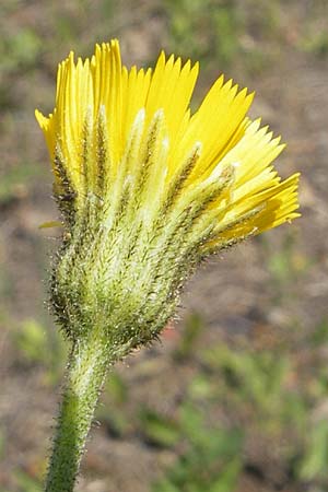 Hieracium spec2 ? \ Habichtskraut / Hawkweed, D T&uuml;rkism&uuml;hle 21.5.2011