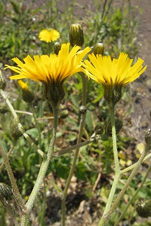 Hieracium spec2 ? \ Habichtskraut / Hawkweed, D T&uuml;rkism&uuml;hle 21.5.2011