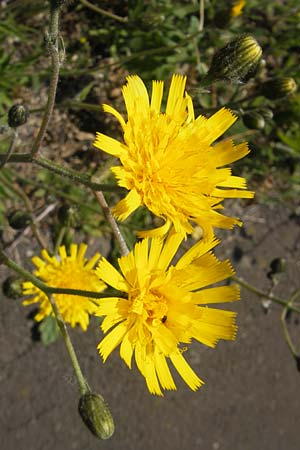 Hieracium spec2 ? \ Habichtskraut / Hawkweed, D T&uuml;rkism&uuml;hle 21.5.2011