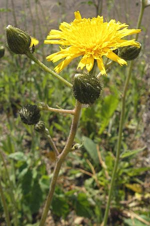 Hieracium spec2 ? \ Habichtskraut / Hawkweed, D T&uuml;rkism&uuml;hle 21.5.2011