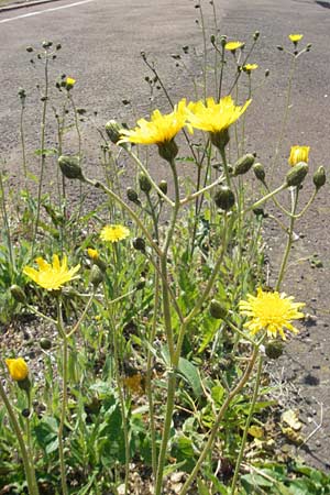 Hieracium spec2 ? \ Habichtskraut / Hawkweed, D T&uuml;rkism&uuml;hle 21.5.2011