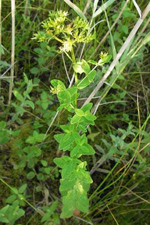 Hypericum tetrapterum \ Geflgeltes Johanniskraut, Flgel-Johanniskraut / Square-Stalked St. John's-Wort, D Philippsburg 25.7.2013
