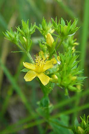 Hypericum tetrapterum \ Geflgeltes Johanniskraut, Flgel-Johanniskraut / Square-Stalked St. John's-Wort, D Philippsburg 25.7.2013
