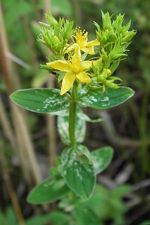 Hypericum tetrapterum \ Geflgeltes Johanniskraut, Flgel-Johanniskraut / Square-Stalked St. John's-Wort, D Philippsburg 25.7.2013
