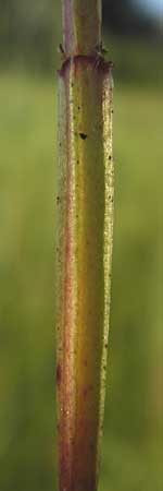 Hypericum tetrapterum \ Geflgeltes Johanniskraut, Flgel-Johanniskraut / Square-Stalked St. John's-Wort, D Philippsburg 25.7.2013